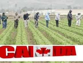 Farm Work Jobs in Canada