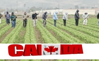 Farm Work Jobs in Canada