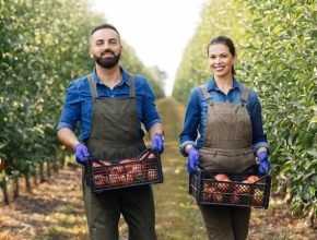 Fruit Picking Jobs in Canada with Visa Sponsorship