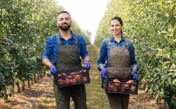 Fruit Picking Jobs in Canada with Visa Sponsorship